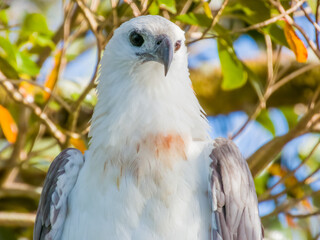 White-bellied Sea Eagle in Queensland Australia