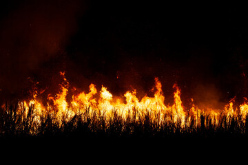 Surgar Cane Fire