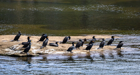 Flock of Cormorants on the rocks at West Point Dam in Georgia.