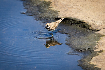Killdeer wading bird in the river at West Point Dam in Georgia.