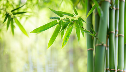 bamboo leaves and bamboo stems in springtime, green fresh spa background, sunshine in bamboo...