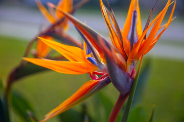 Bird of Paradise Bloom