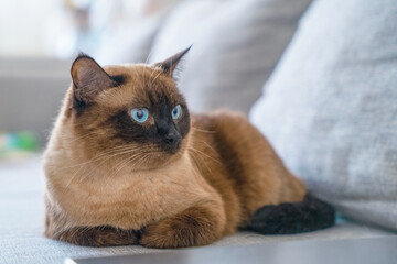 Well-groomed lazy Siamese brown cat with blue eyes lays imposingly, lounging on the sofa. Pet leisure, pillow rest, lazy break, chilling. cat looks sternly with a piercing look, Strict boss