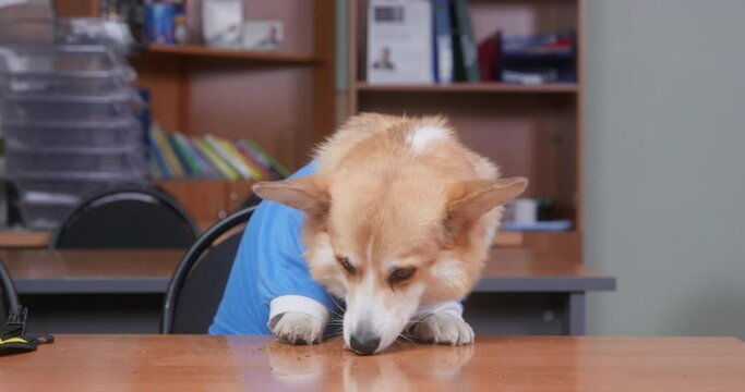 Funny corgi dog in uniform licks desk in search of food, collects crumbs from table Hungry student at school break, lunch break Naughty hyperactive puppy in lesson turns his head around, is distracted