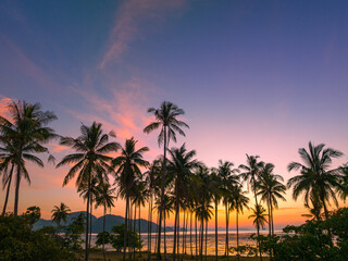 Aerial view coconut fields in the morning glow in orange light..Orange light penetrates the horizon above the coconut forest. coconut fields in the morning glow in orange light..Laem Had Beach