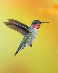 Male Anna's Hummingbird in Flight