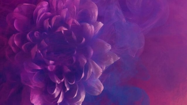 Vertical video. Ink water splash. Flower color. Magic nature. Neon pink purple blue vapor motion over white blooming chrysanthemum petals on bright abstract art background.
