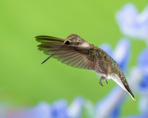 Hummingbird in Flight on Green and Violet Background, Female or Immature Male