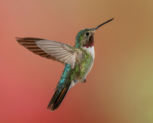 Fototapeta premium Male Broad-tailed Hummingbird in Flight