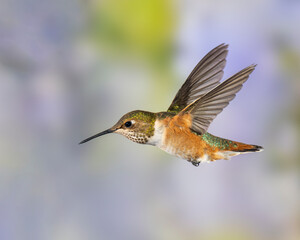 Immature Male Rufous Hummingbird in Flight