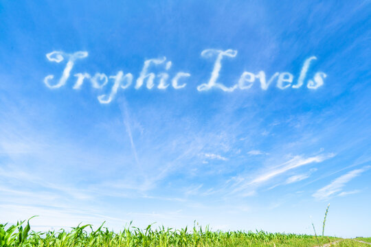 Trophic Levels: The hierarchical levels in a food chain, from primary producers to top predato