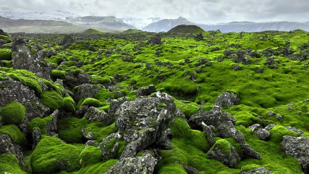 Beautiful Nature, Lava field covered with green moss in Iceland, Scenic National park area