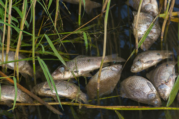 a lot of dead fish in the reeds near the river bank