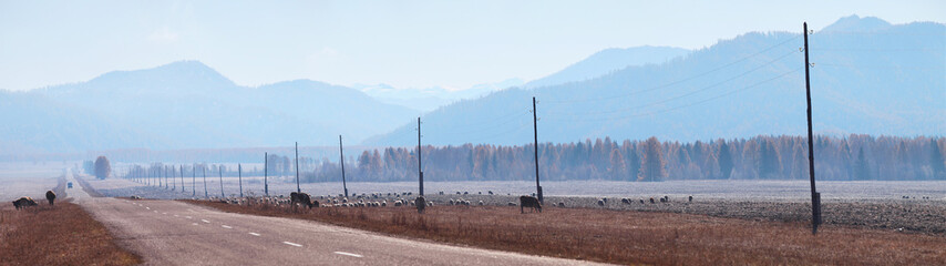 Rural landscape with road, panoramic fall view, cattle grazing