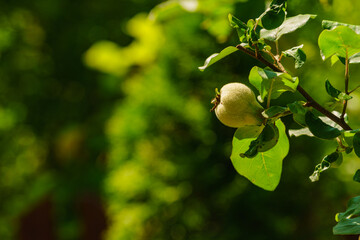 Green quince fruit on tree in garden.