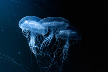 クラゲの展示（jellyfish）