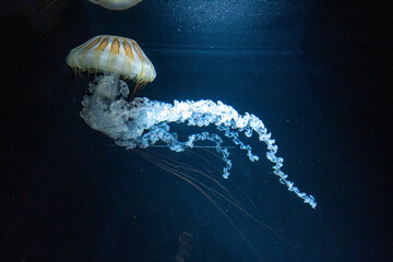 クラゲの展示（jellyfish）