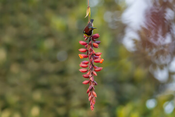 Male purple-rumped sunbird on a red and yellow flowers