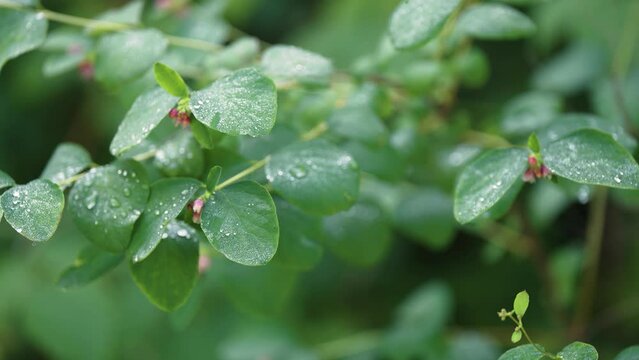 Picturesque footage of green leaves covered with dew. Bokeh brackground