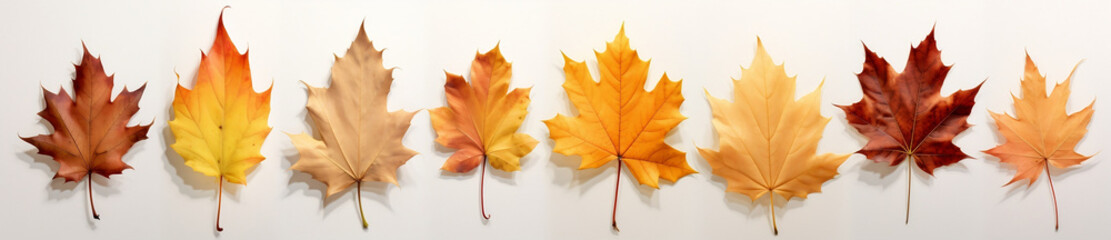 Autumn Delights, a vibrant collection of isolated autumn leaves on transparent or white background
