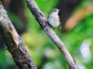 Gray-Cheeked Thrush Bird on a Bare Tree Branch