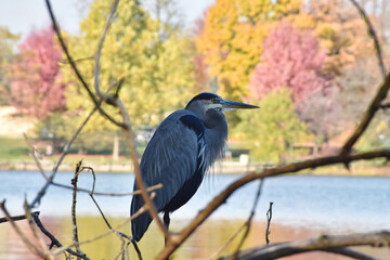 Blue Heron Bird Perched on a Tree with Fall Foliage