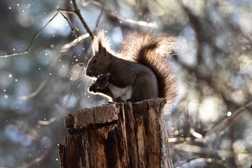 松ぼっくりを食べるエゾリスと春の雪