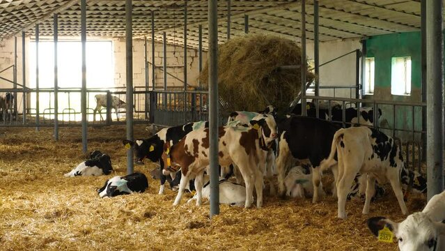 Brown calves cow eating silage food at cowhouse. Mammal animal stand in stall on farm factory. Hay with pounded cereal grain seeds. Young domestic cow or bull calves