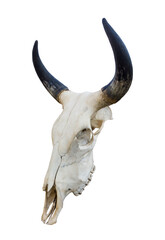 bull skull isolated on white - 634917739