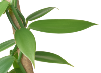 close-up of vanilla orchid flowering plant climbing up on tree, aka flat leaved vanilla, plant from which vanilla spice is obtained or derived isolated on white background
