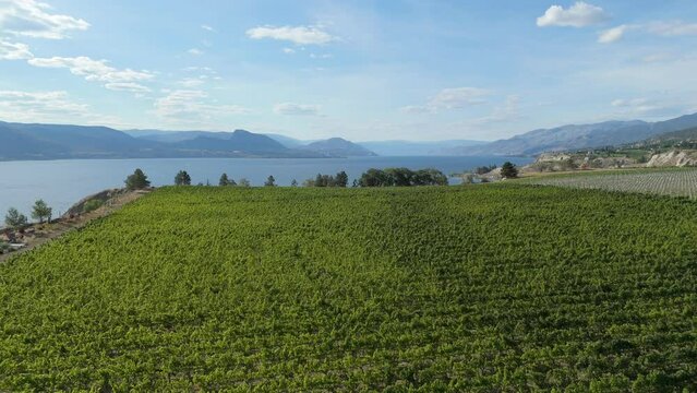 view of vineyard with Okanagan lake in the background. High quality 4k footage