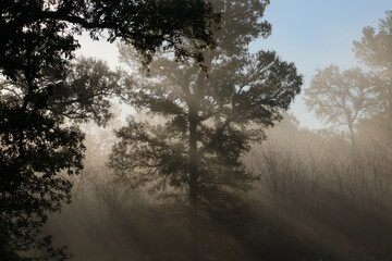 Sunrise Sun rays through the Trees
