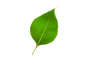 Natural green fresh leaf isolated on white background