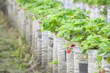 Strawberry plants planted in large polybags at Bukit Sekipan, Tawangmangu, Indonesia. Strawberry picking in the garden is a recreational and educational tour for children on holidays.