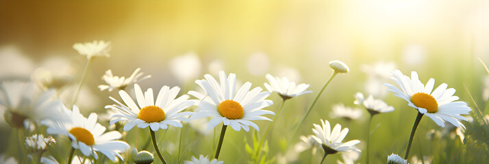 summer or spring morning nature background with fresh wild daisies