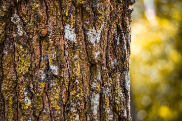 Relief texture of the brown bark of a tree with green moss on it. Horizontal photo of a tree bark...