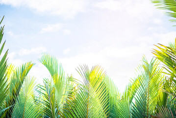 green palm leaf background protruding.
Nature background and space to put text.
morning light.