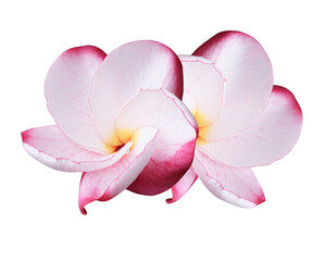 Plumeria or Frangipani or Temple tree flower. Close up pink-white frangipani flowers bouquet isolated on transparent background.	