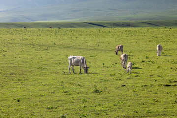 Cattle on the Xinjiang steppe