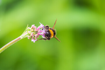 Naklejka premium Bumble-bee sitting on Verbena purple flower in green garden