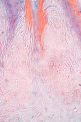 Fototapeta premium Showing Light micrograph of the Sublingual gland, Oesophagus human and Tongue human under the microscope for education in the laboratory.