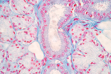 Showing Light micrograph of the Sublingual gland, Oesophagus human and Tongue human under the microscope for education in the laboratory.