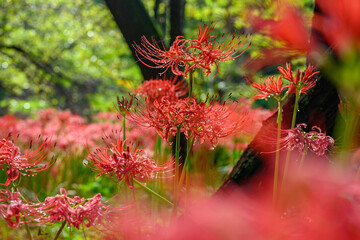 彼岸花　ヒガンバナ　群生
