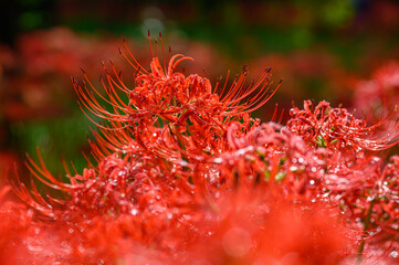 彼岸花　ヒガンバナ　群生