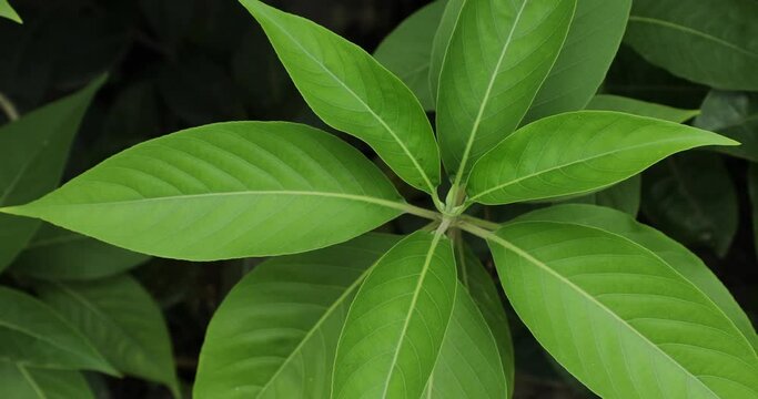 Green leaves in the garden. Green leaves of Malabar nut.