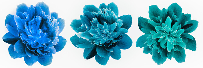 set peonies blue flowers isolated on a white background. Close-up. For design. Nature.