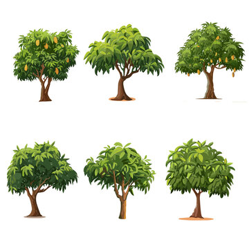 Mango tree set, Trees and mangoes, one of the most expensive fruits. Vector illustration