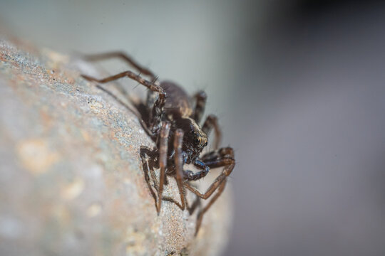 Eine Spinne liegt auf einem Stein.