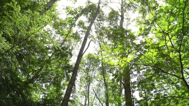 風に揺れる新緑の広葉樹の葉、固定撮影、環境音在り(枝葉を揺らす風の音,野鳥の声)