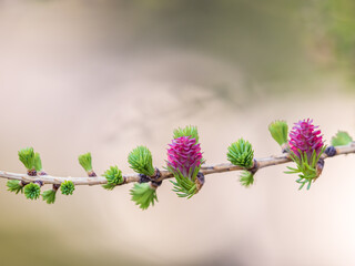 Larch tree fresh pink cones blossom at spring on nature background